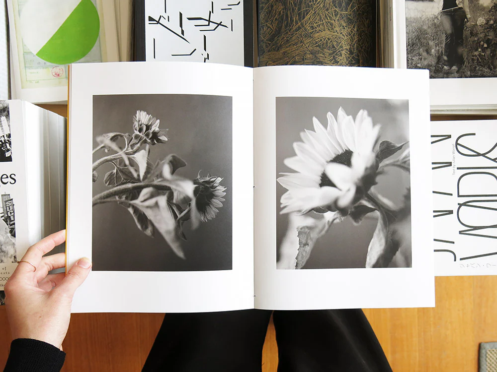 Gen Kay – Sunflowers - Image 4