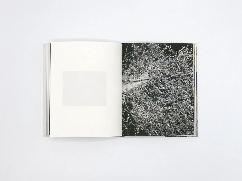 Georgia Metaxas – Mnemosyne Grove - Image 11