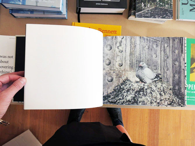 Stephen Gill - Pigeons - Image 2