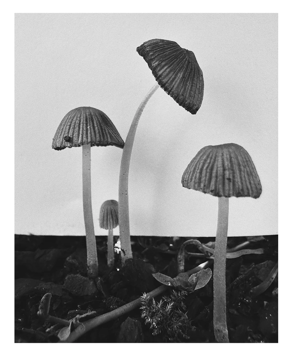 Ying Ang – Fruiting Bodies - Image 19