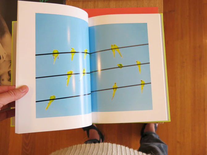 Yoshinori Mizutani - Tokyo Parrots - Image 2