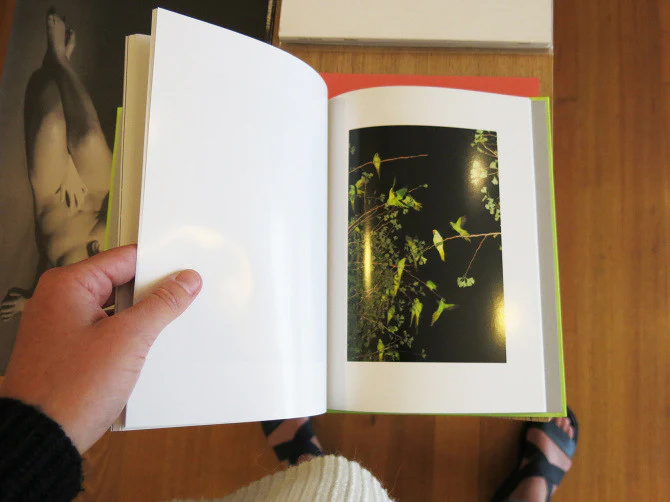 Yoshinori Mizutani - Tokyo Parrots - Image 4